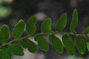 <strong>Phyllanthaceae - Phyllanthus casticum - Soy.-Will.</strong><br />© Sarrailh Jean-Michel / CIRAD