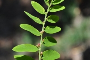 <strong>Phyllanthaceae - Phyllanthus casticum - Soy.-Will.</strong><br />© Sarrailh Jean-Michel / CIRAD