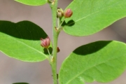 <strong>Phyllanthaceae - Phyllanthus casticum - Soy.-Will.</strong><br />© Sarrailh Jean-Michel / CIRAD