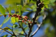 <strong>Phyllanthaceae - Phyllanthus casticum - Soy.-Will.</strong><br />© Sarrailh Jean-Michel / CIRAD