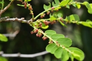 <strong>Phyllanthaceae - Phyllanthus casticum - Soy.-Will.</strong><br />© Sarrailh Jean-Michel / CIRAD