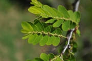 <strong>Phyllanthaceae - Phyllanthus casticum - Soy.-Will.</strong><br />© Sarrailh Jean-Michel / CIRAD