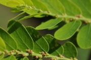<strong>Phyllanthaceae - Phyllanthus casticum - Soy.-Will.</strong><br />© Sarrailh Jean-Michel / CIRAD