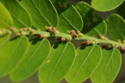 <strong>Phyllanthaceae - Phyllanthus casticum - Soy.-Will.</strong><br />© Sarrailh Jean-Michel / CIRAD