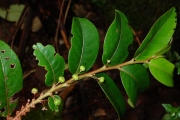 <strong>Phyllanthaceae - Phyllanthus phillyreifolius - Poir.</strong><br />© Sarrailh Jean-Michel / CIRAD