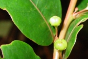 <strong>Phyllanthaceae - Phyllanthus phillyreifolius - Poir.</strong><br />© Sarrailh Jean-Michel / CIRAD