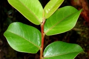 <strong>Phyllanthaceae - Phyllanthus phillyreifolius - Poir.</strong><br />© Sarrailh Jean-Michel / CIRAD