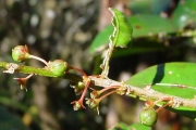 <strong>Phyllanthaceae - Phyllanthus phillyreifolius - Poir.</strong><br />© Sarrailh Jean-Michel / CIRAD