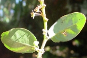 <strong>Phyllanthaceae - Phyllanthus phillyreifolius - Poir.</strong><br />© Sarrailh Jean-Michel / CIRAD