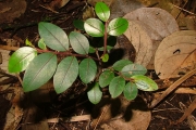 <strong>Phyllanthaceae - Phyllanthus phillyreifolius - Poir.</strong><br />© Sarrailh Jean-Michel / CIRAD