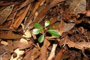 <strong>Phyllanthaceae - Phyllanthus phillyreifolius - Poir.</strong><br />© Sarrailh Jean-Michel / CIRAD