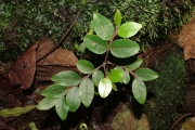 <strong>Phyllanthaceae - Phyllanthus phillyreifolius - Poir.</strong><br />© Sarrailh Jean-Michel / CIRAD
