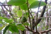 <strong>Phyllanthaceae - Phyllanthus phillyreifolius - Poir.</strong><br />© Sarrailh Jean-Michel / CIRAD