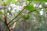 <strong>Phyllanthaceae - Phyllanthus phillyreifolius - Poir.</strong><br />© Sarrailh Jean-Michel / CIRAD