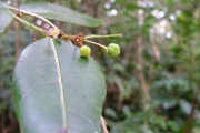 <strong>Phyllanthaceae - Phyllanthus phillyreifolius - Poir.</strong><br />© Sarrailh Jean-Michel / CIRAD