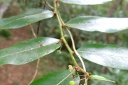 <strong>Phyllanthaceae - Phyllanthus phillyreifolius - Poir.</strong><br />© Sarrailh Jean-Michel / CIRAD