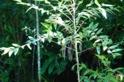 <strong>Phyllanthaceae - Phyllanthus phillyreifolius - Poir.</strong><br />© Sarrailh Jean-Michel / CIRAD