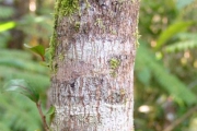 <strong>Phyllanthaceae - Phyllanthus phillyreifolius - Poir.</strong><br />© Sarrailh Jean-Michel / CIRAD