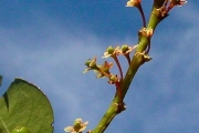 <strong>Phyllanthaceae - Phyllanthus phillyreifolius - Poir.</strong><br />© Sarrailh Jean-Michel / CIRAD