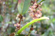 <strong>Phyllanthaceae - Phyllanthus phillyreifolius - Poir.</strong><br />© Perroud Annaïg