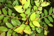 <strong>Phyllanthaceae - Phyllanthus phillyreifolius - Poir.</strong><br />© Perroud Annaïg