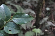 <strong>Phyllanthaceae - Phyllanthus phillyreifolius - Poir.</strong><br />© Sarrailh Jean-Michel / CIRAD