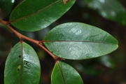 <strong>Phyllanthaceae - Phyllanthus phillyreifolius - Poir.</strong><br />© Sarrailh Jean-Michel / CIRAD