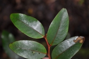 <strong>Phyllanthaceae - Phyllanthus phillyreifolius - Poir.</strong><br />© Sarrailh Jean-Michel / CIRAD