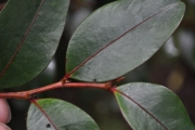 <strong>Phyllanthaceae - Phyllanthus phillyreifolius - Poir.</strong><br />© Sarrailh Jean-Michel / CIRAD