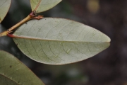 <strong>Phyllanthaceae - Phyllanthus phillyreifolius - Poir.</strong><br />© Sarrailh Jean-Michel / CIRAD