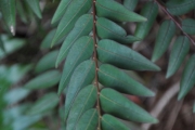 <strong>Phyllanthaceae - Phyllanthus phillyreifolius - Poir.</strong><br />© Sarrailh Jean-Michel / CIRAD