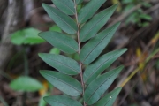 <strong>Phyllanthaceae - Phyllanthus phillyreifolius - Poir.</strong><br />© Sarrailh Jean-Michel / CIRAD