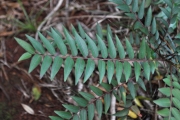 <strong>Phyllanthaceae - Phyllanthus phillyreifolius - Poir.</strong><br />© Sarrailh Jean-Michel / CIRAD
