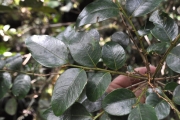 <strong>Phyllanthaceae - Phyllanthus phillyreifolius - Poir.</strong><br />© Sarrailh Jean-Michel / CIRAD