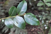 <strong>Phyllanthaceae - Phyllanthus phillyreifolius - Poir.</strong><br />© Sarrailh Jean-Michel / CIRAD