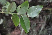 <strong>Phyllanthaceae - Phyllanthus phillyreifolius - Poir.</strong><br />© Sarrailh Jean-Michel / CIRAD