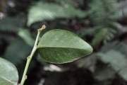 <strong>Phyllanthaceae - Phyllanthus phillyreifolius - Poir.</strong><br />© Sarrailh Jean-Michel / CIRAD