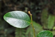 <strong>Phyllanthaceae - Phyllanthus phillyreifolius - Poir.</strong><br />© Sarrailh Jean-Michel / CIRAD
