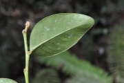 <strong>Phyllanthaceae - Phyllanthus phillyreifolius - Poir.</strong><br />© Sarrailh Jean-Michel / CIRAD