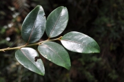 <strong>Phyllanthaceae - Phyllanthus phillyreifolius - Poir.</strong><br />© Sarrailh Jean-Michel / CIRAD