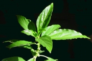 <strong>Urticaceae - Pouzolzia laevigata - (Poir.) Gaudich.</strong><br />© Sarrailh Jean-Michel / CIRAD