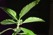 <strong>Urticaceae - Pouzolzia laevigata - (Poir.) Gaudich.</strong><br />© Sarrailh Jean-Michel / CIRAD