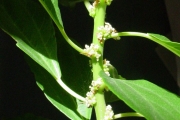 <strong>Urticaceae - Pouzolzia laevigata - (Poir.) Gaudich.</strong><br />© Sarrailh Jean-Michel / CIRAD