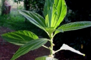 <strong>Urticaceae - Pouzolzia laevigata - (Poir.) Gaudich.</strong><br />© Sarrailh Jean-Michel / CIRAD