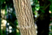 <strong>Urticaceae - Pouzolzia laevigata - (Poir.) Gaudich.</strong><br />© Sarrailh Jean-Michel / CIRAD