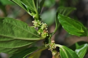 <strong>Urticaceae - Pouzolzia laevigata - (Poir.) Gaudich.</strong><br />© Sarrailh Jean-Michel / CIRAD