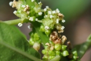 <strong>Urticaceae - Pouzolzia laevigata - (Poir.) Gaudich.</strong><br />© Sarrailh Jean-Michel / CIRAD