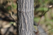 <strong>Urticaceae - Pouzolzia laevigata - (Poir.) Gaudich.</strong><br />© Sarrailh Jean-Michel / CIRAD
