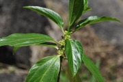 <strong>Urticaceae - Pouzolzia laevigata - (Poir.) Gaudich.</strong><br />© Sarrailh Jean-Michel / CIRAD