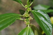 <strong>Urticaceae - Pouzolzia laevigata - (Poir.) Gaudich.</strong><br />© Sarrailh Jean-Michel / CIRAD